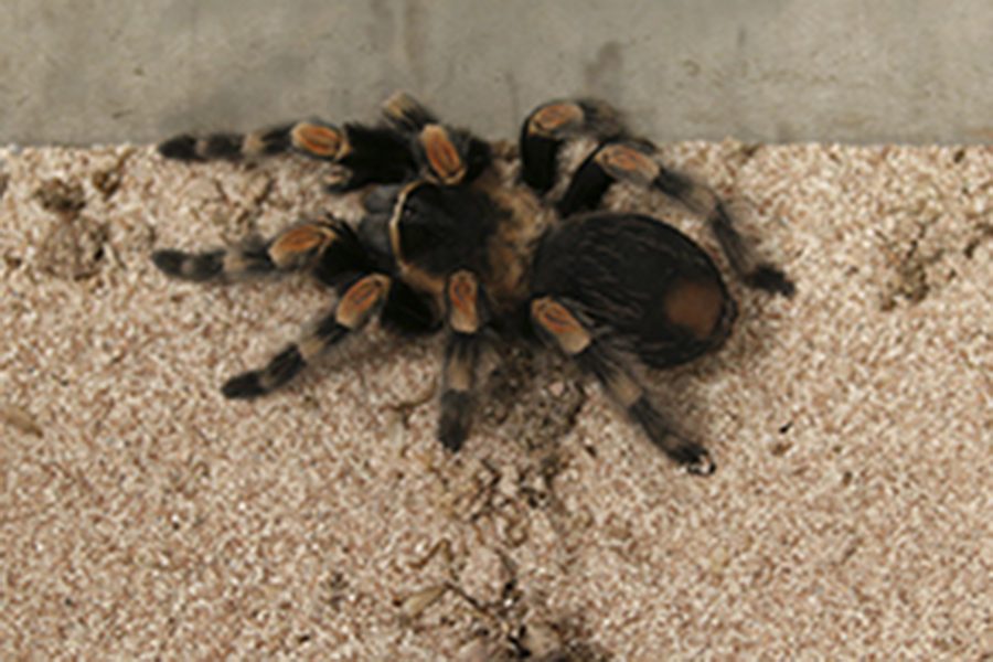 Students engage with animal companions in classes to enrich learning experiences