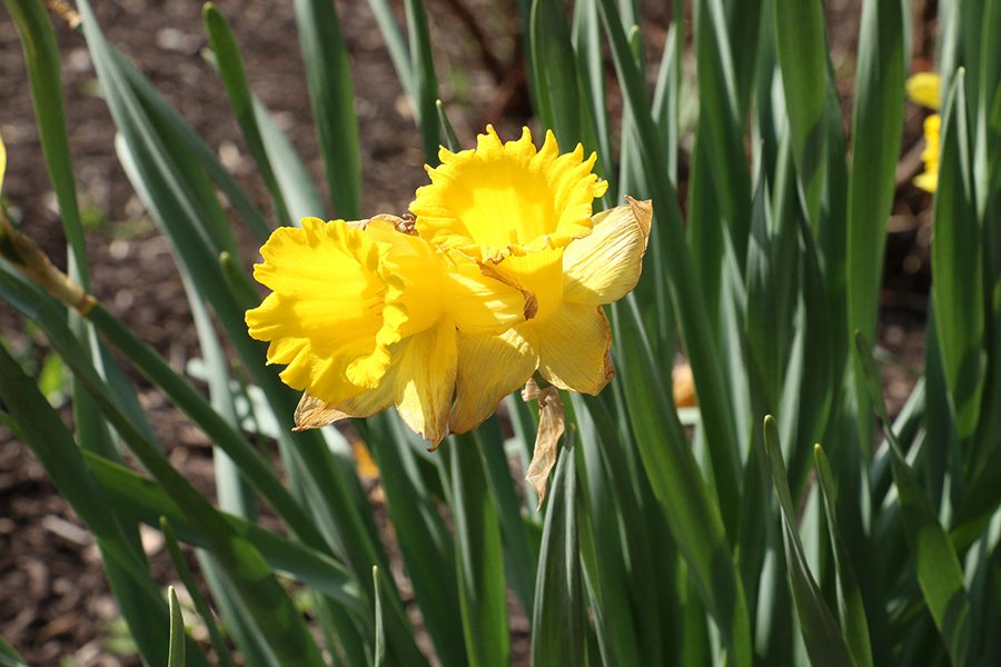 Yellow daffodils blow in the wind at the base of the Legacy Cross.