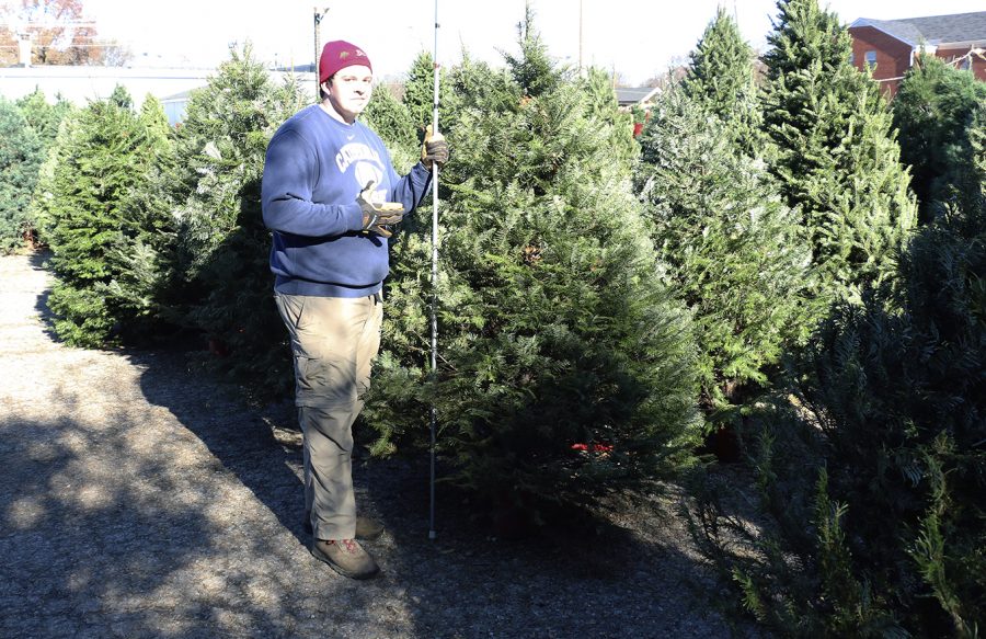 Senior James Cloud assists with the Christmas trees at Gores Tree Farm in Broad Ripple. 