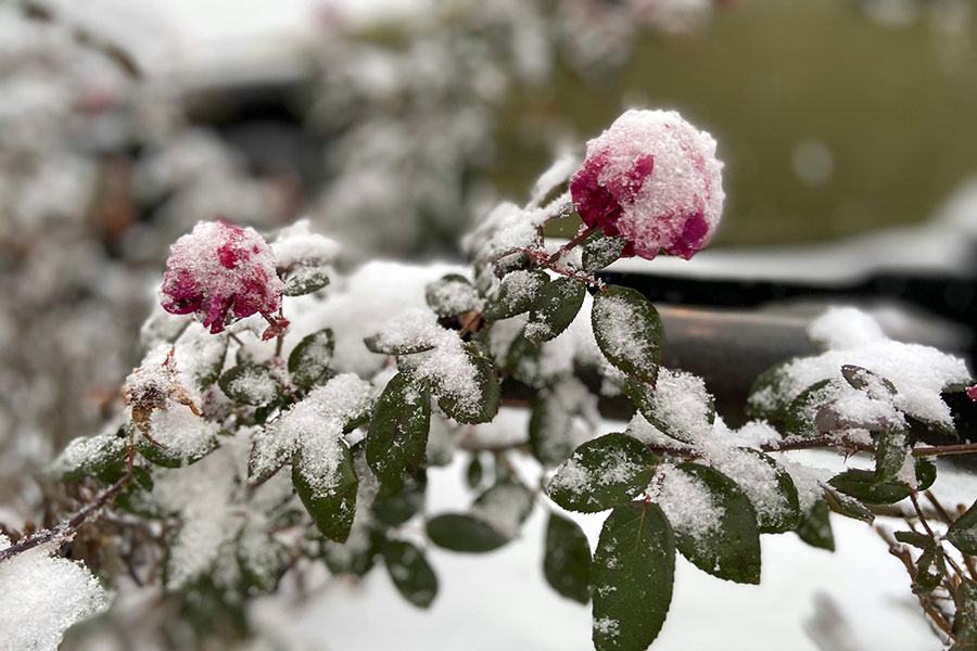 The first snow of the school year fell last year on Nov. 10 and covered plants on the campus. Snow this year probably won’t result in a snow day, due to having eLearning days as an option. 