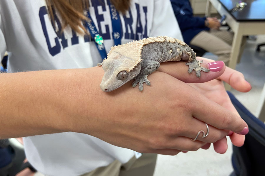 A crested gecko has joined the Irish family in Mrs. Susan Mills' classroom. There's no word on whether he can get you a discount on your insurance. 