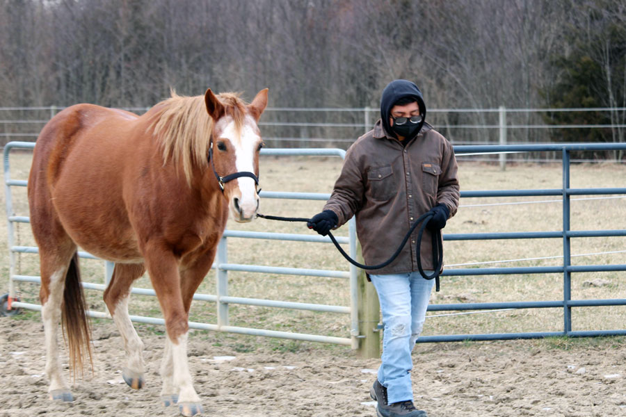 During the first day of the second week of J-Term, senior Ethan Velazquez takes Woody for a walk. The class met at the farm of science teacher Mrs. Sue Mills. 