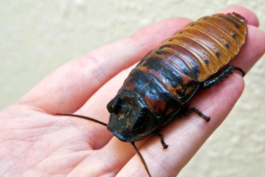 One of the two cockroaches that went missing for nearly two hours on Friday.