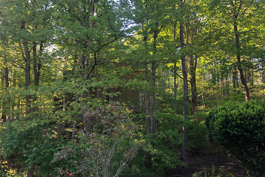 Science teacher Mrs. Dawn Gilmore said wooded areas such as this one will have more cicadas when they emerge than will more urban locations. 