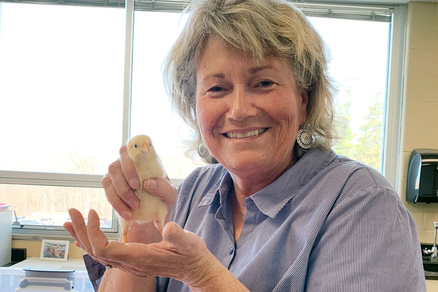 Anatomy teacher Mrs. Sue Mills poses with one of the eight baby chicks that have taken up temporary residence in her classroom in Kelly Hall.