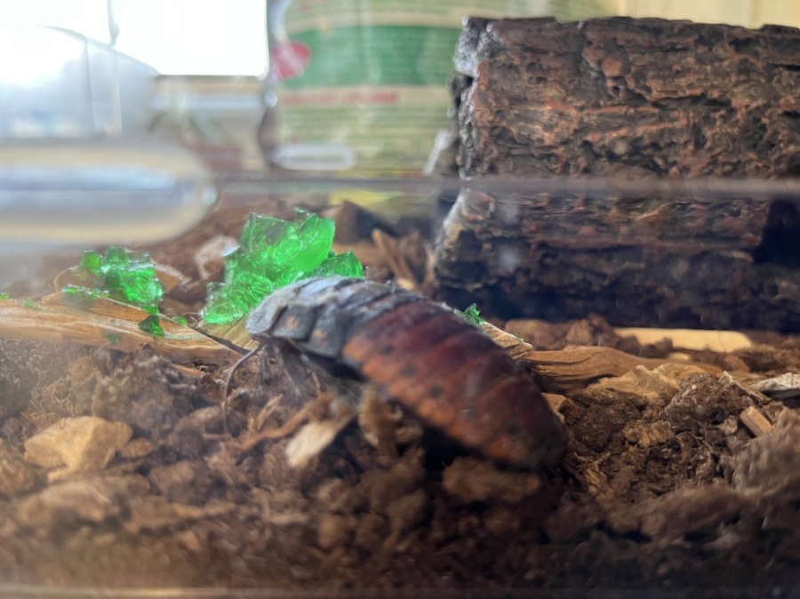 Lenny recovers from his ailments, safe once again in his terrarium.