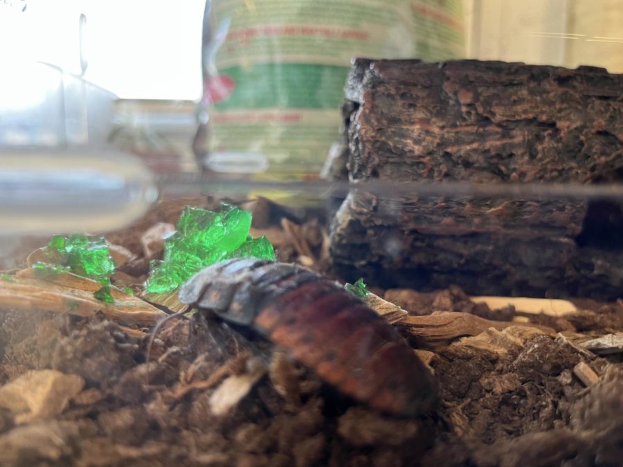 Lenny, since deceased, but here still a half-dead dehydrated invertebrate with one antenna.